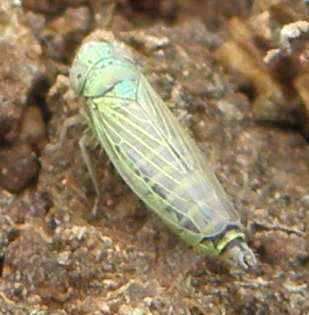 Cicadellidae dalla Sicilia: Aconurella prolixa